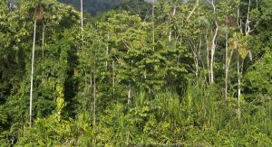 Amazzonia foresta