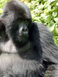 Congo virunga gorilla