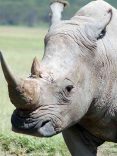 parco nazionale sud africa rinoceronte