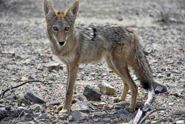 4Usa Ne Death Valley coyote5