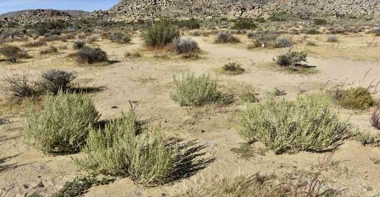 Photo of Il deserto di Mojave