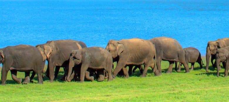 Photo of Parchi di Sri Lanka